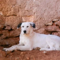 Adopta a Shiva