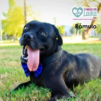 Adopta a Rómulo