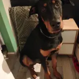 Adopta a Roko