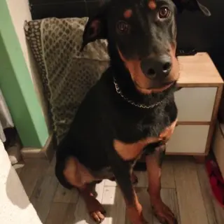 Roko