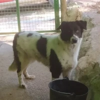 Adopta a Turca