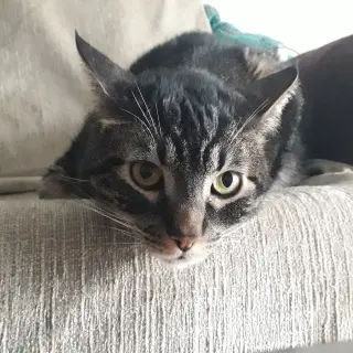 Nimbus