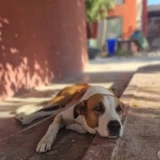 Adopta a Pachón