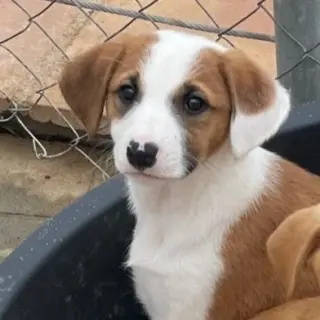 Mocha