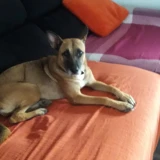 Adopta a Lola