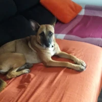 Adopta a Lola