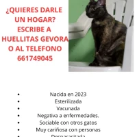 Adopta a Shira