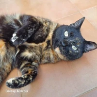 Adopta a Ana