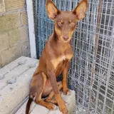 Adopta a Tola