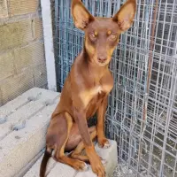 Adopta a Tola