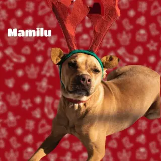 Mamilú