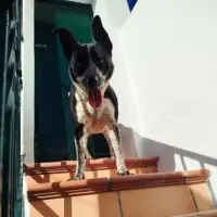Adopta a Athenea