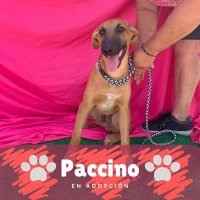Adopta a Paccino