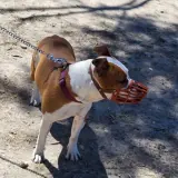 Adopta a Shelby