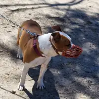 Adopta a Shelby