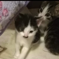 Adopta a Jazz Y Blues