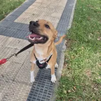 Adopta a Rex (Calcetines)
