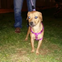 Adopta a Arwen