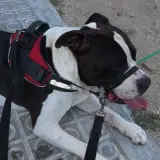 Adopta a Aslan