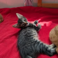 Adopta a Oso