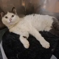 Adopta a Ona