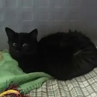 Bella