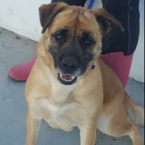 Adopta a Gala