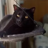 Adopta a Pepón