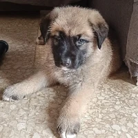 Adopta a Mogli