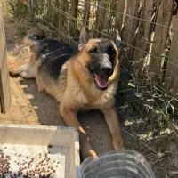 Adopta a Kira Pastor & Venus