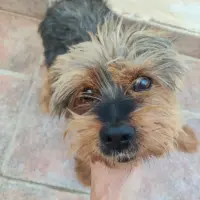 Adopta a Kiko