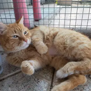 Merlín