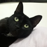 Adopta a Tokyo