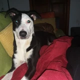 Adopta a Molly