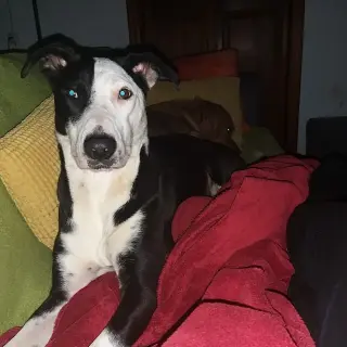 Molly