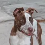 Adopta a Rocco