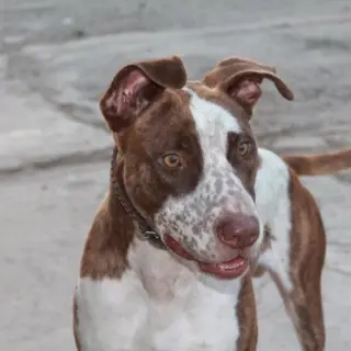 Rocco