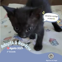 Adopta a Hendrix