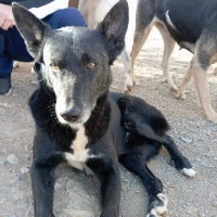 Adopta a Odín