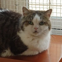 Adopta a Tramuntana