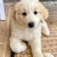 Adopta a Bruma
