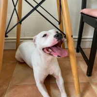 Adopta a Bianca