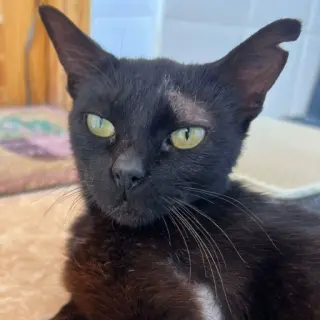 Raisin