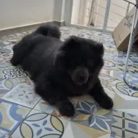Adopta a Mílan