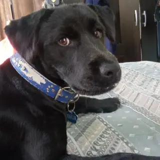 Martin