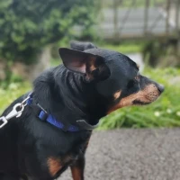 Adopta a Rocky