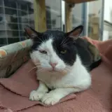 Adopta a Jack Sparrow