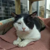 Adopta a Jack Sparrow