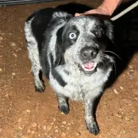 Adopta a Sol