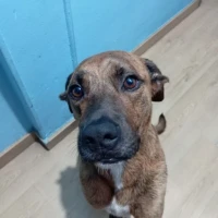 Adopta a Zeus